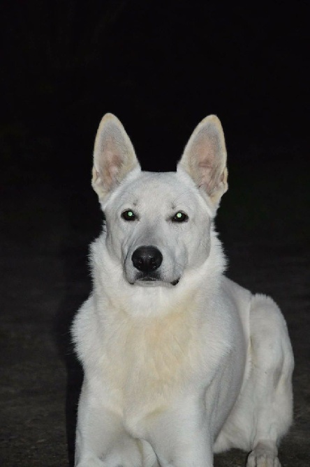 der Weibe Stern - Male Berger Blanc Suisse LOF a vendre