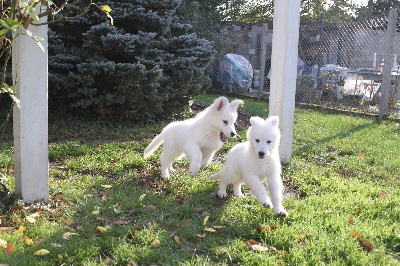 der Weibe Stern - chiots disponibles