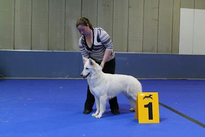 der Weibe Stern - Luxembourg Dog Show