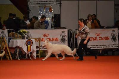 der Weibe Stern - Brussels dog show 2012