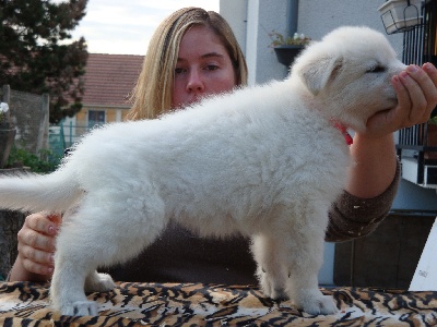 der Weibe Stern - nouvelles des chiots !!!!