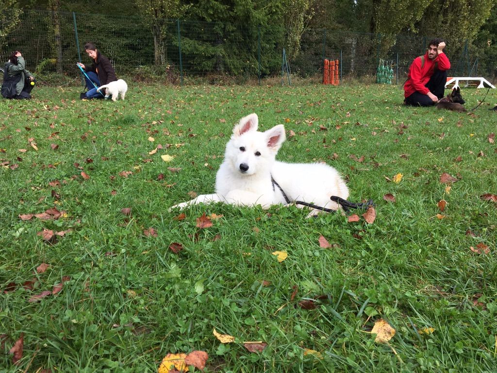 der Weibe Stern - Chiot femelle disponible 