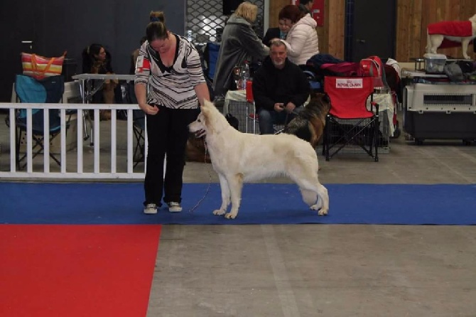 der Weibe Stern - Paris Dog Show 2017 