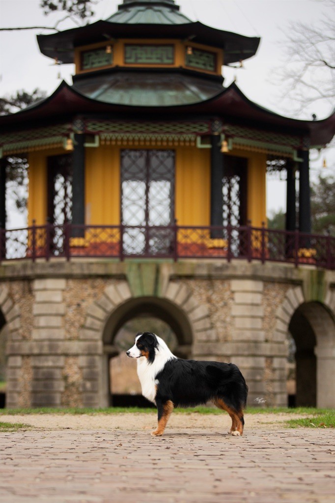 der Weibe Stern - Chien à placer en contrat d'élevage