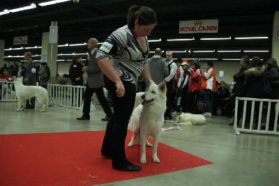 der Weibe Stern - Paris Dog Show 2013