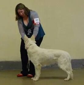 der Weibe Stern - Paris Dog Show 2015