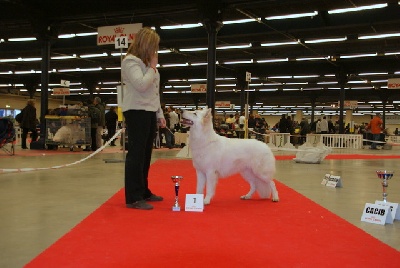 der Weibe Stern - paris dog show