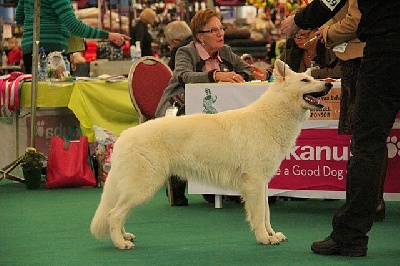 der Weibe Stern - Amsterdam dog show