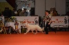  - Brussels dog show 2012