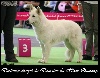  - résultat du World Dog Show