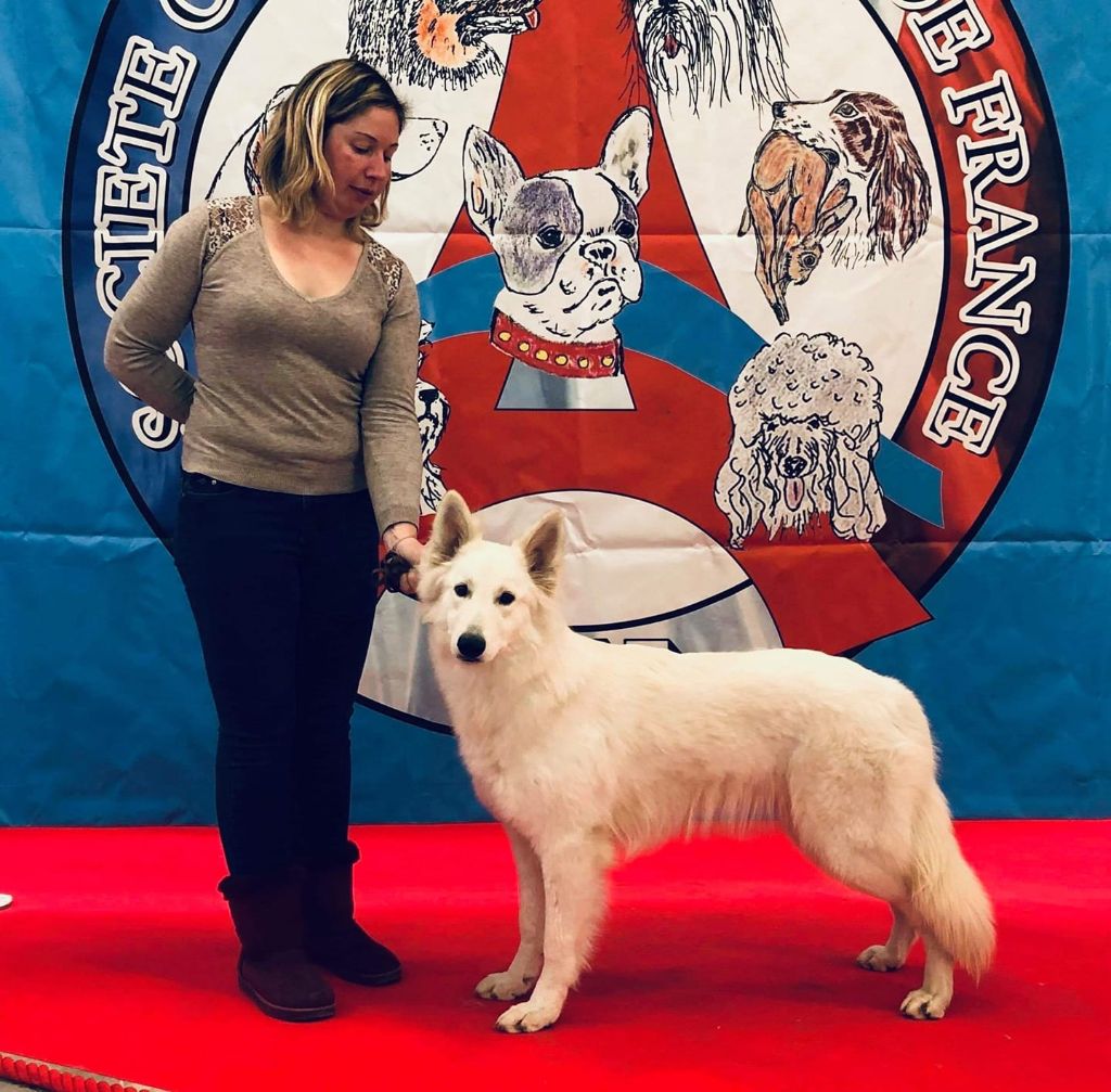 der Weibe Stern - Paris Dog Show 2020