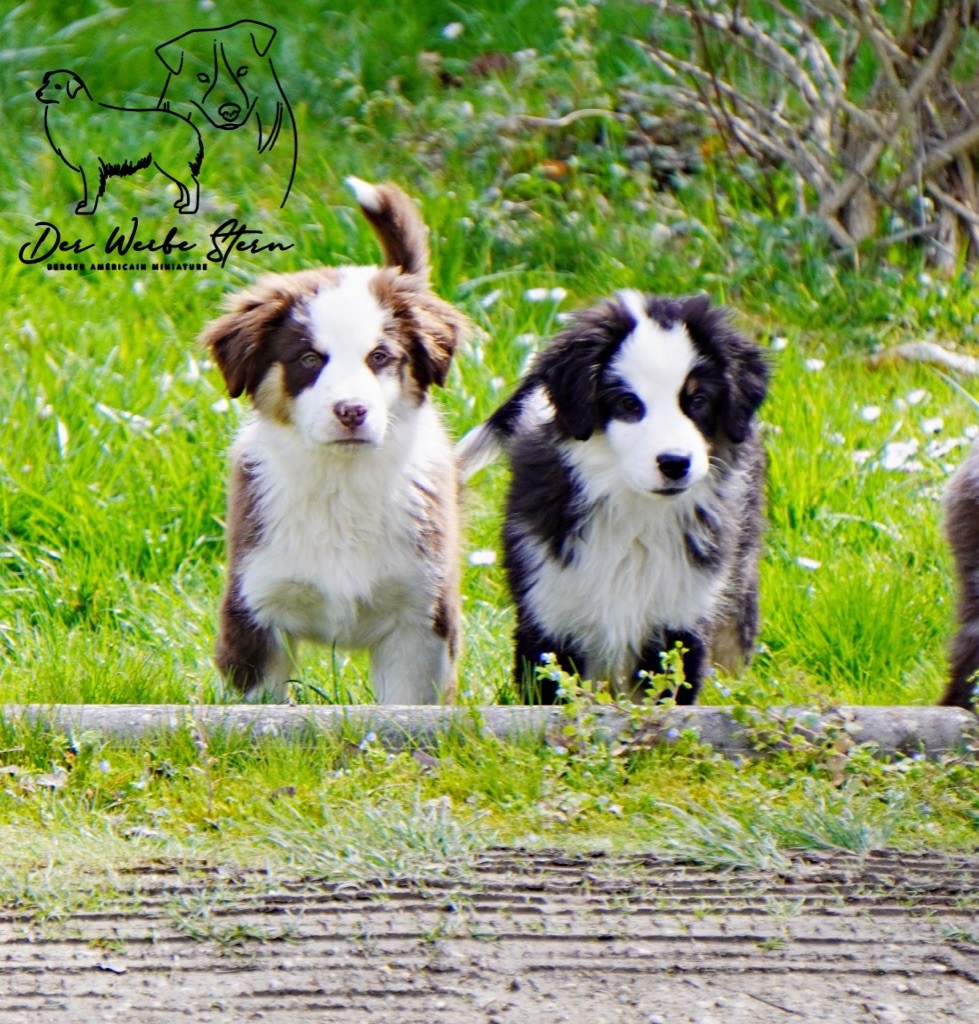 der Weibe Stern - Chiots disponibles