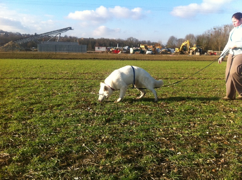 CH. Great snow angel der Weibe Stern