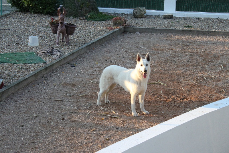 Faience du manoir de la roche blanche