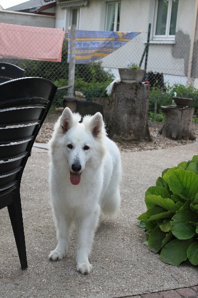 CH. Destinity angel Du domaine du haut quesnay