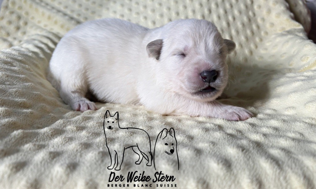 der Weibe Stern - Chiot disponible  - Berger Blanc Suisse