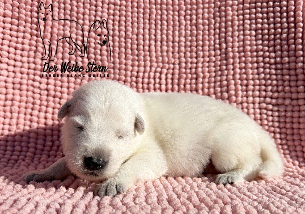 der Weibe Stern - Chiot disponible  - Berger Blanc Suisse