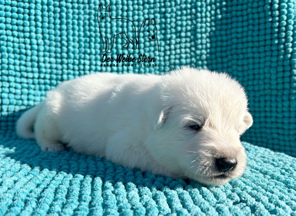 der Weibe Stern - Chiot disponible  - Berger Blanc Suisse