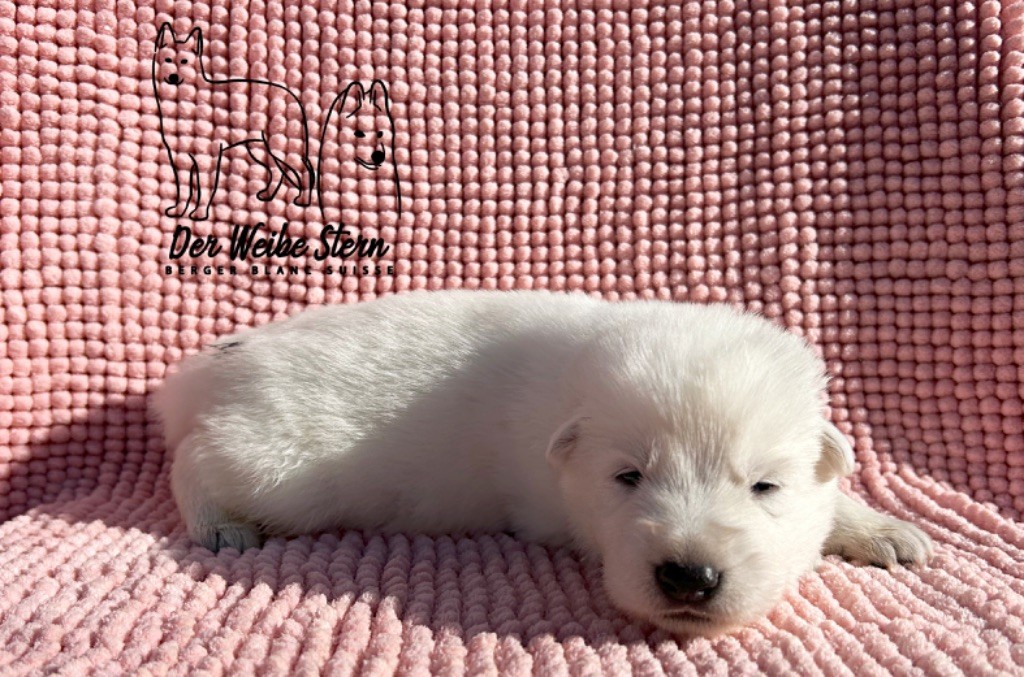 der Weibe Stern - Chiot disponible  - Berger Blanc Suisse