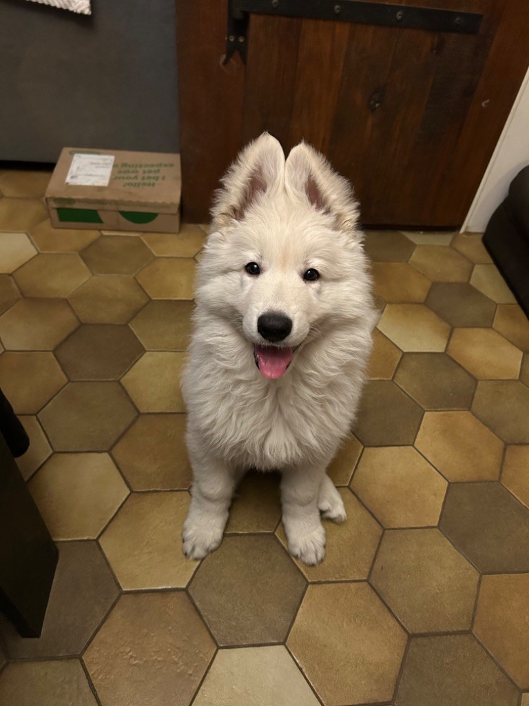 der Weibe Stern - Chiot disponible  - Berger Blanc Suisse