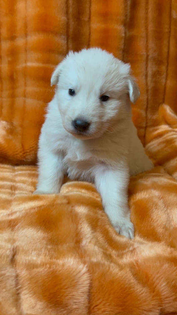 der Weibe Stern - Chiot disponible  - Berger Blanc Suisse