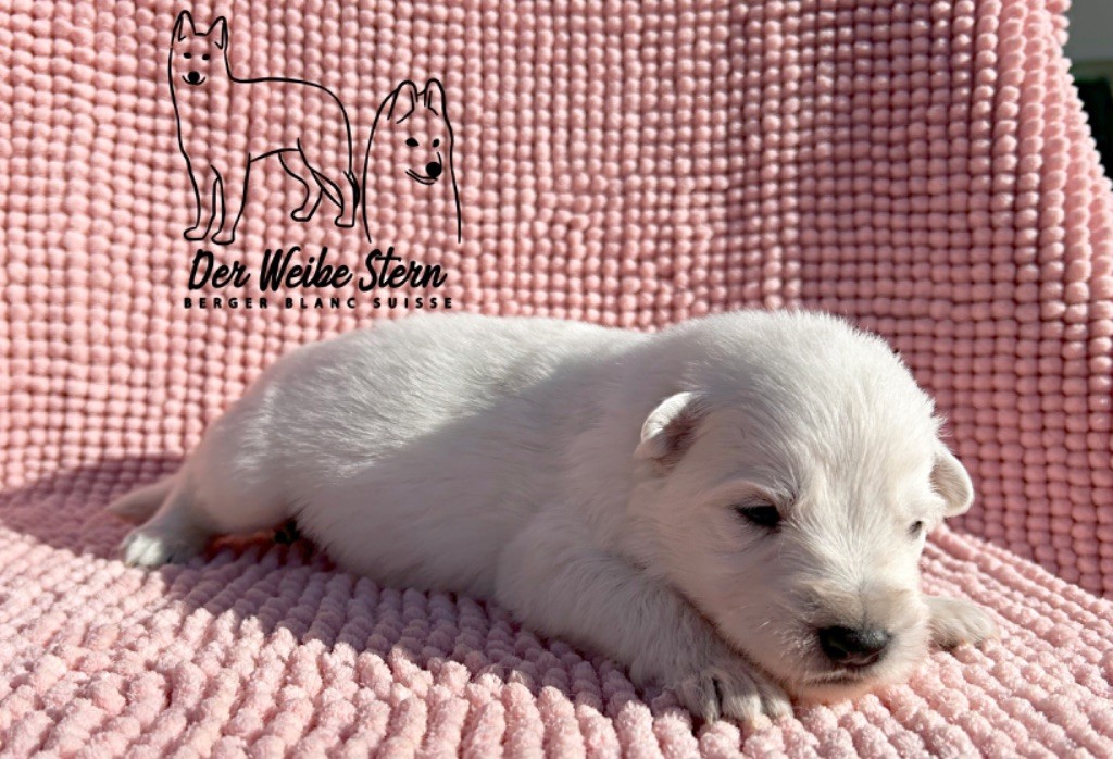 der Weibe Stern - Chiot disponible  - Berger Blanc Suisse