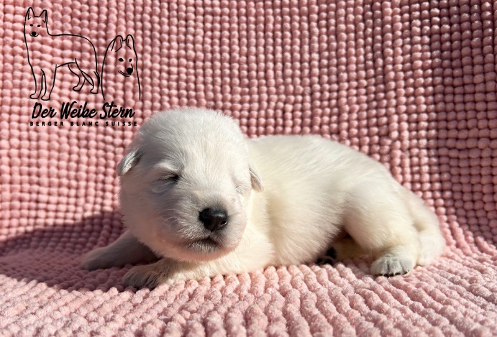 der Weibe Stern - Chiot disponible  - Berger Blanc Suisse