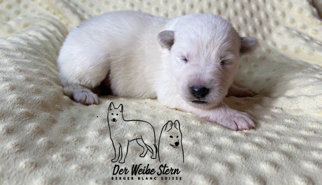 der Weibe Stern - Chiot disponible  - Berger Blanc Suisse