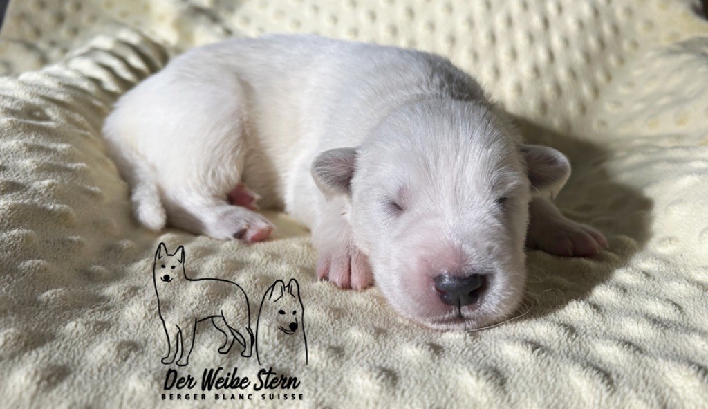 der Weibe Stern - Chiot disponible  - Berger Blanc Suisse