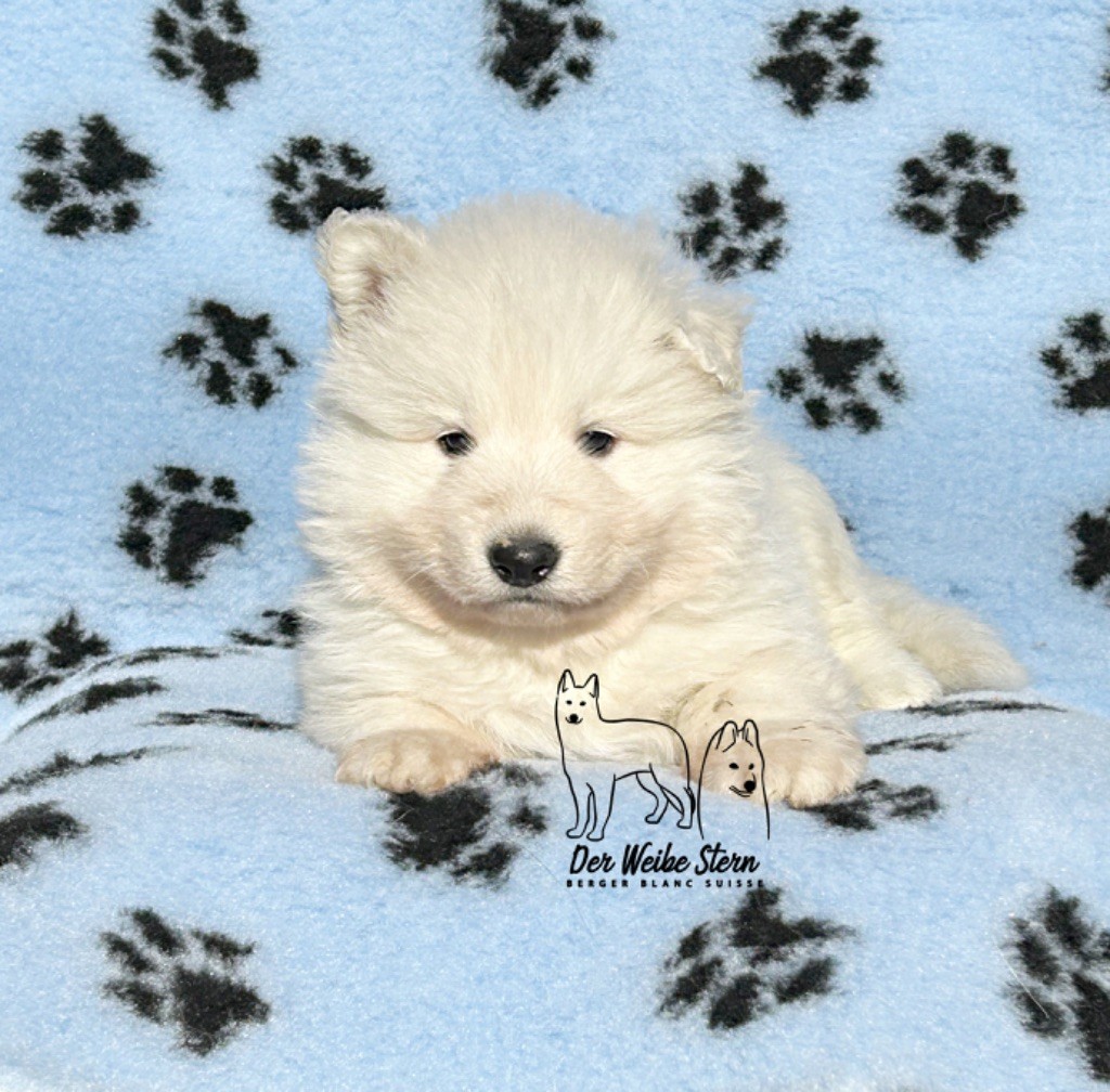 der Weibe Stern - Chiot disponible  - Berger Blanc Suisse