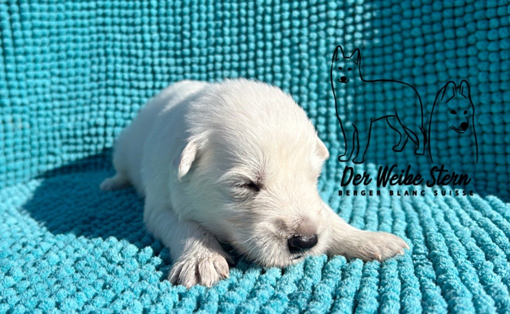 der Weibe Stern - Chiot disponible  - Berger Blanc Suisse