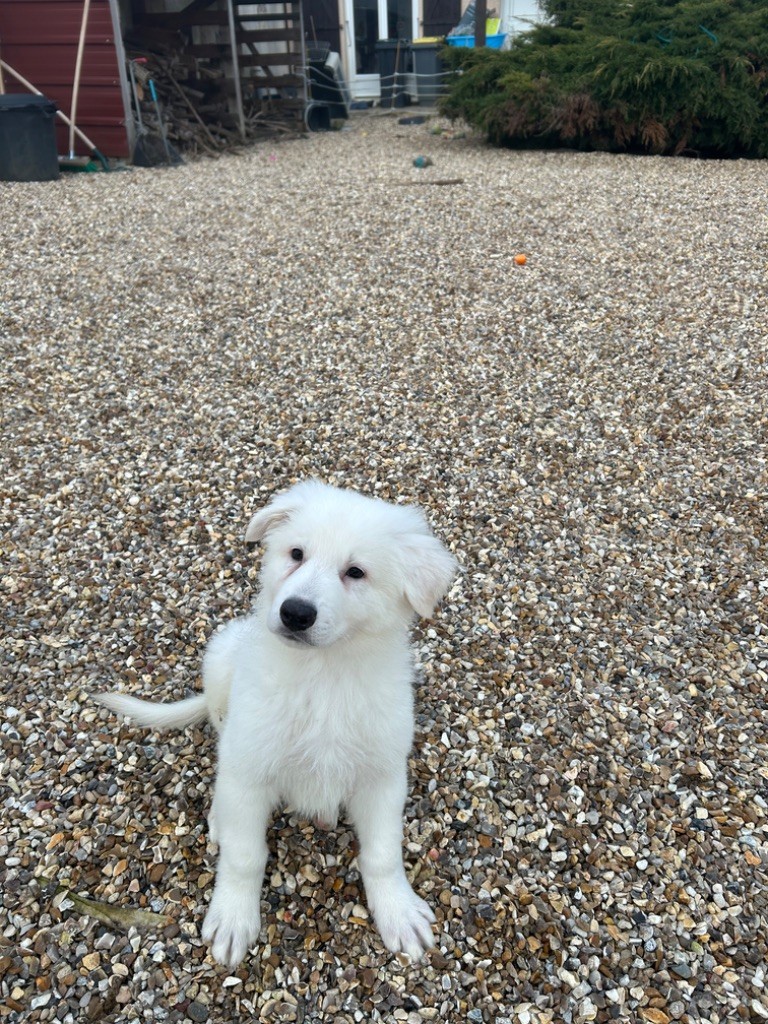 der Weibe Stern - Chiot disponible  - Berger Blanc Suisse