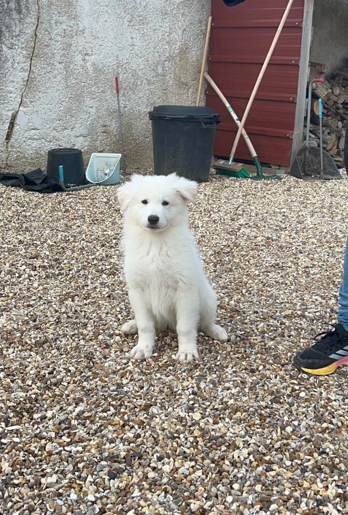 der Weibe Stern - Chiot disponible  - Berger Blanc Suisse