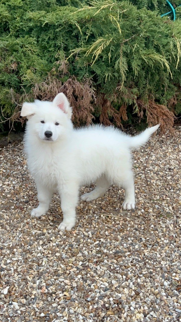 der Weibe Stern - Chiot disponible  - Berger Blanc Suisse