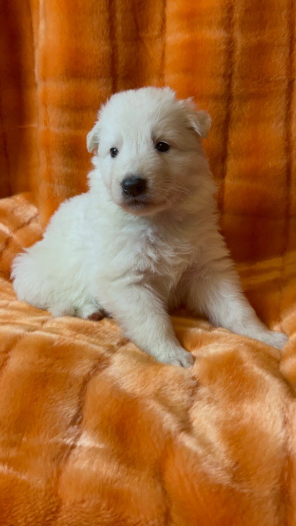 der Weibe Stern - Chiot disponible  - Berger Blanc Suisse