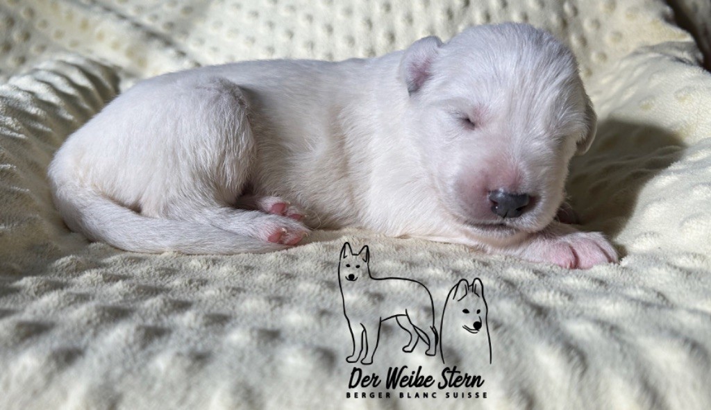 der Weibe Stern - Chiot disponible  - Berger Blanc Suisse