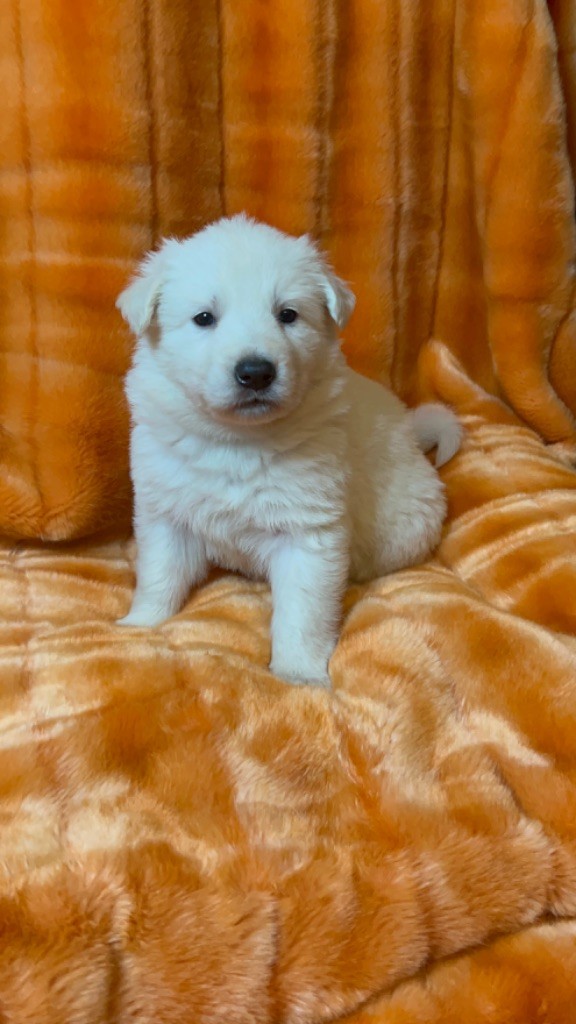 der Weibe Stern - Chiot disponible  - Berger Blanc Suisse