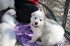 GREAT SNOW ANGEL