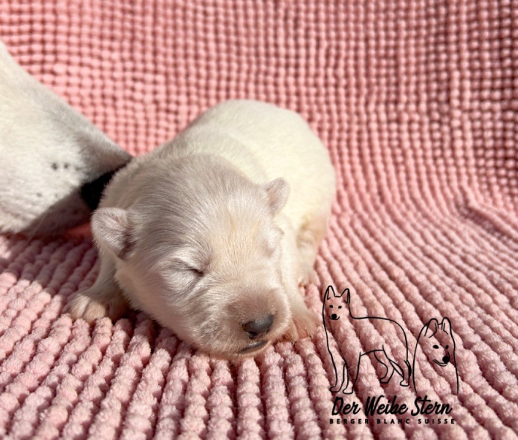 der Weibe Stern - Chiot disponible  - Berger Blanc Suisse