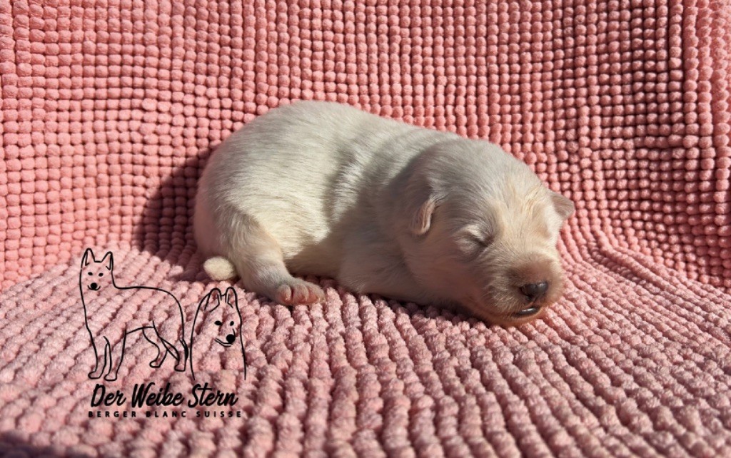 der Weibe Stern - Chiot disponible  - Berger Blanc Suisse