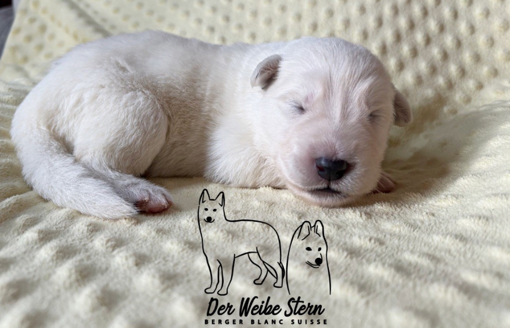 der Weibe Stern - Chiot disponible  - Berger Blanc Suisse