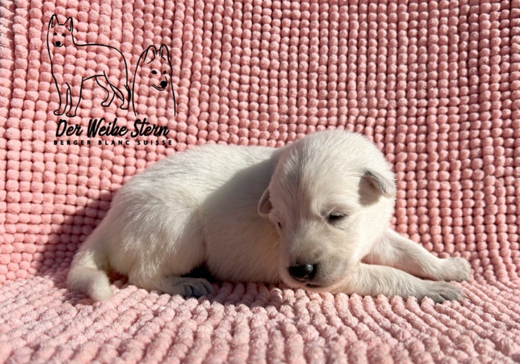 der Weibe Stern - Chiot disponible  - Berger Blanc Suisse