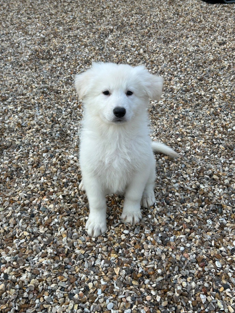 der Weibe Stern - Chiot disponible  - Berger Blanc Suisse