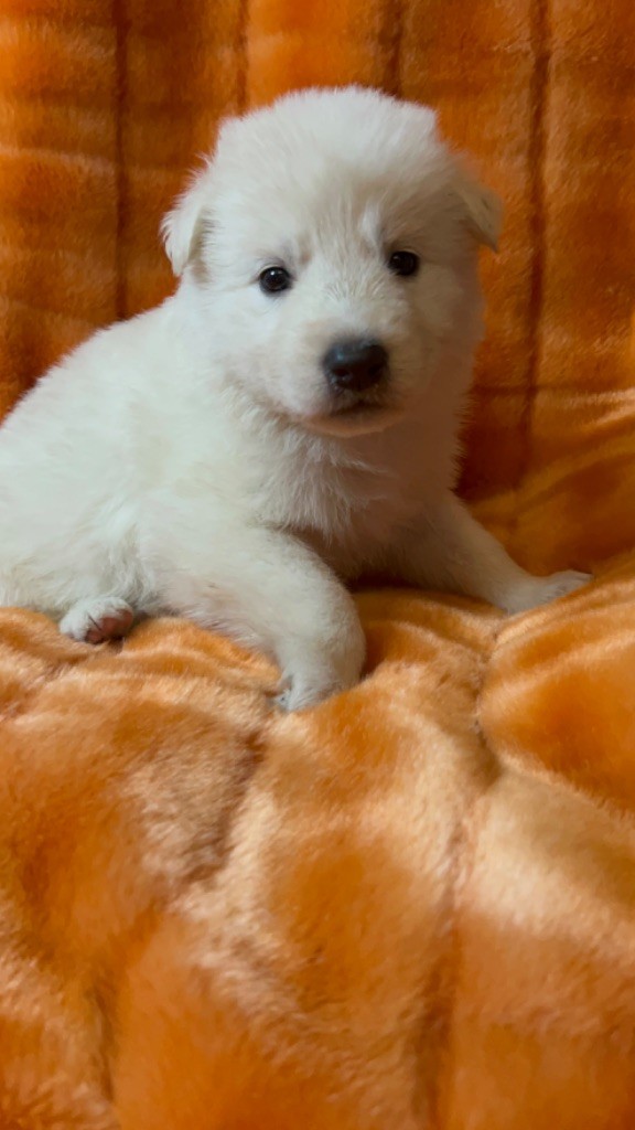 der Weibe Stern - Chiot disponible  - Berger Blanc Suisse