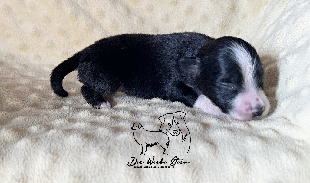 der Weibe Stern - Chiot disponible  - Berger Américain Miniature 