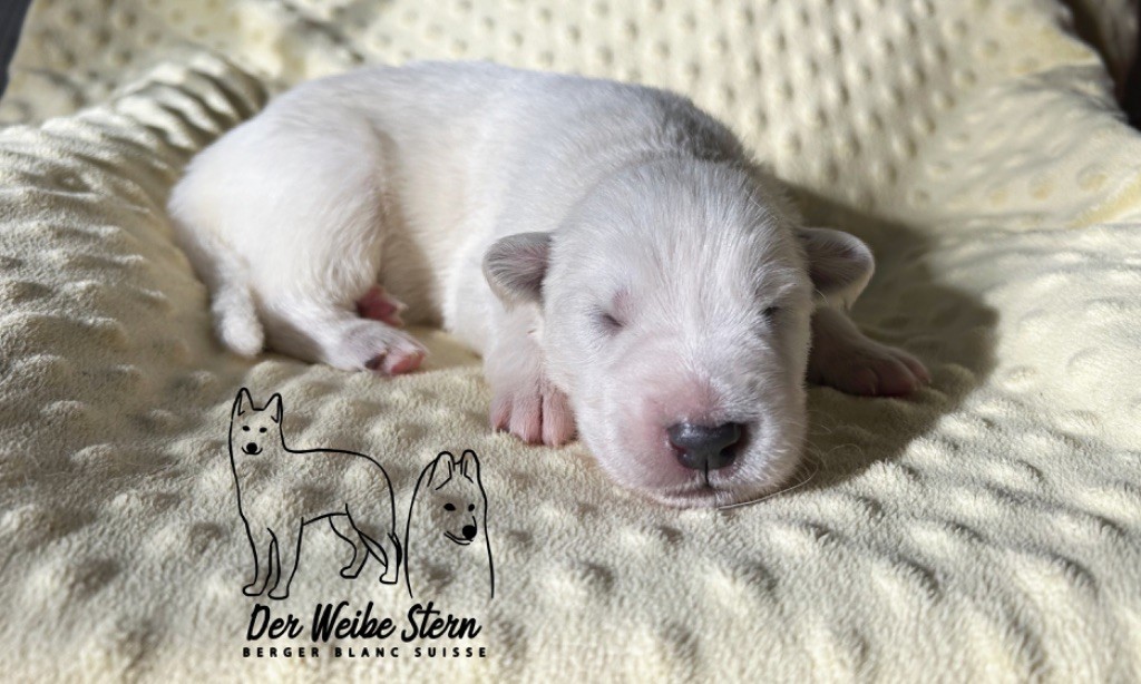 der Weibe Stern - Chiot disponible  - Berger Blanc Suisse