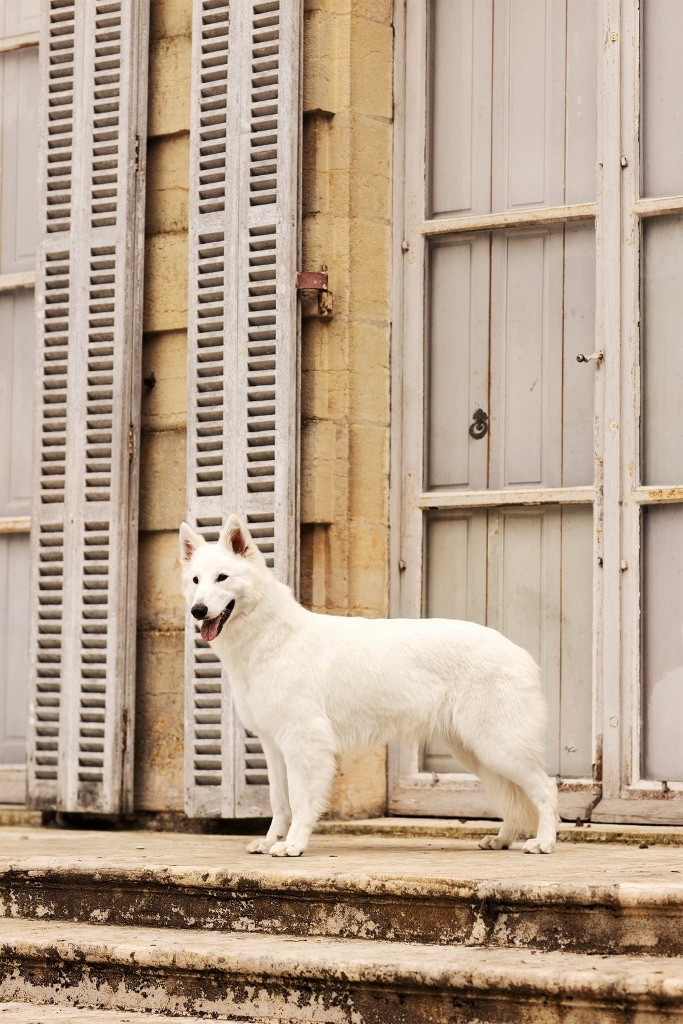 Veni vidi vici der Weibe Stern