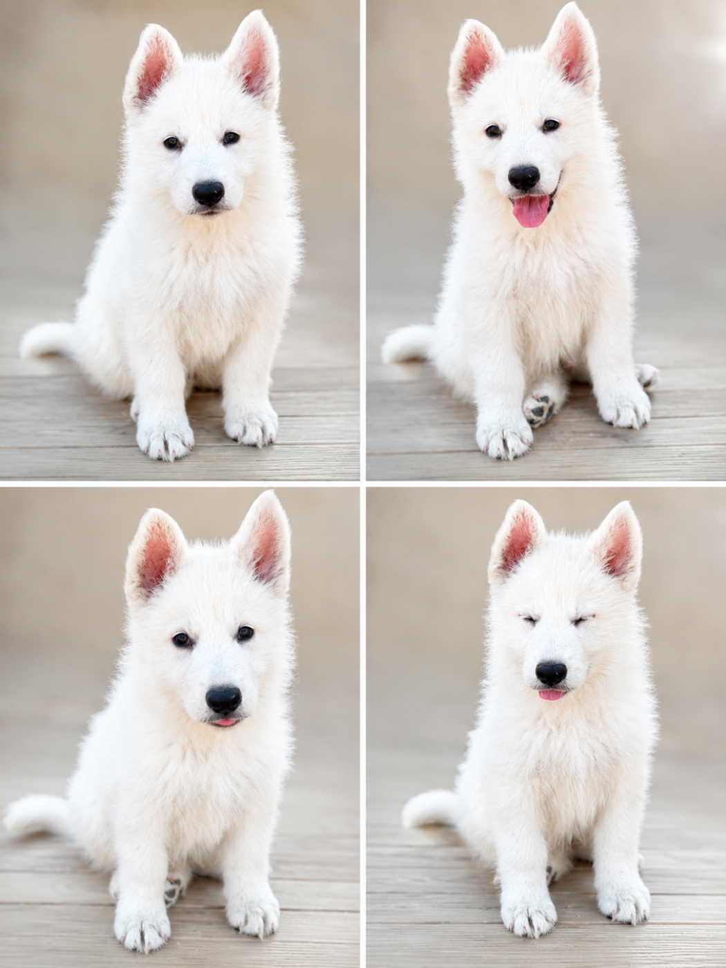Chiot disponible de suite