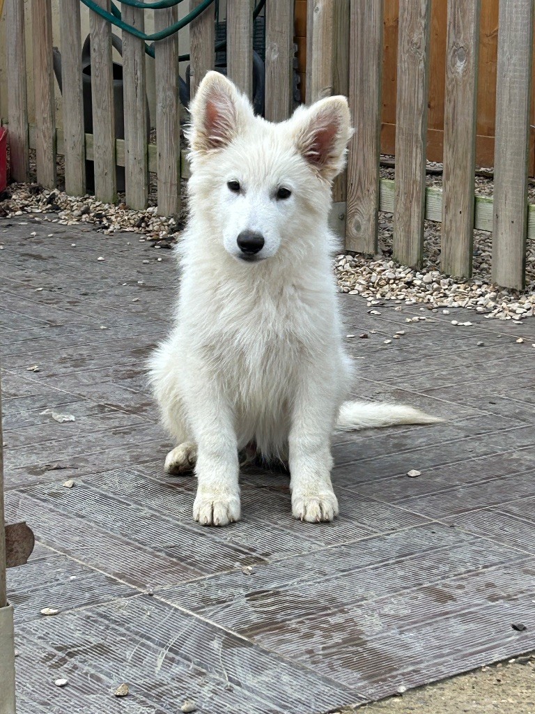 Chiot mâle disponible de suite