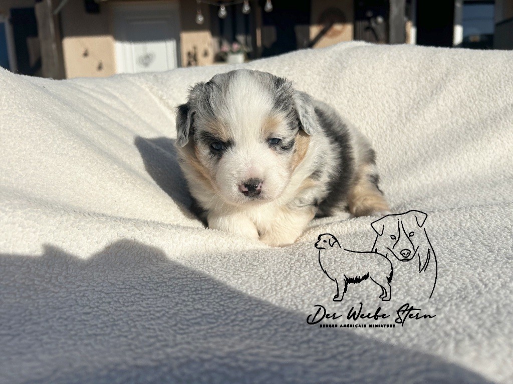 Femelle bleu merle à réserver 